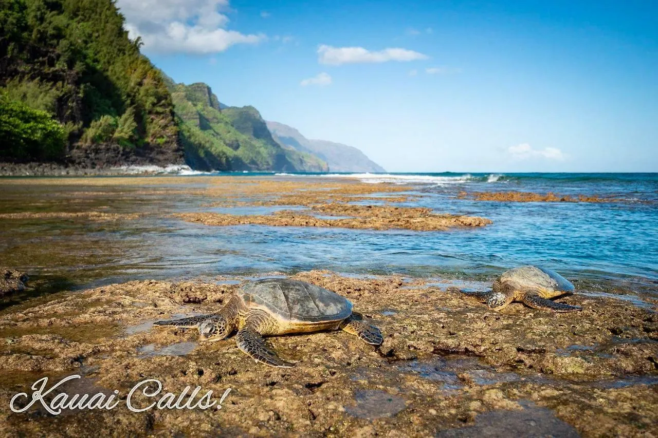 Waipouli Beach Resort Exquisite Luxury Vip Oceanfront Condo! Ac Pool Kapa'a